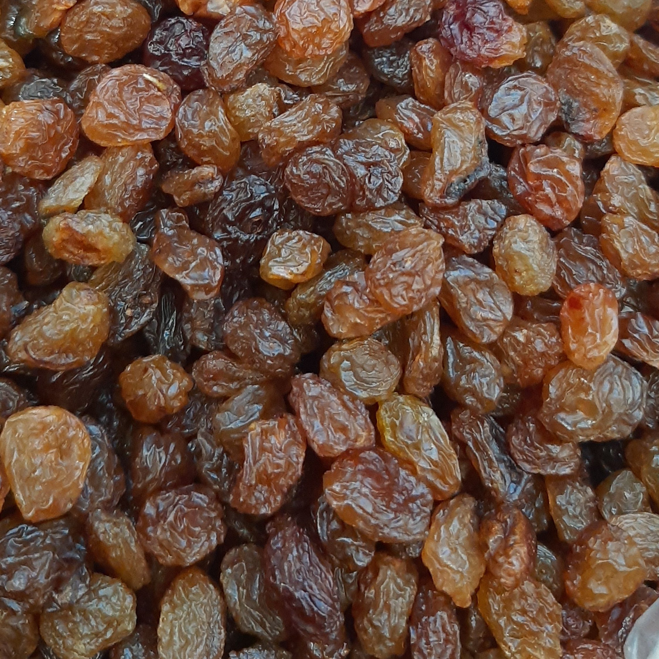 کشمش آفتابی ملایر 1 کشمش آفتابی ملایر